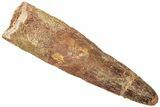 Bargain, Fossil Spinosaurus Tooth - Real Dinosaur Tooth #313003-1